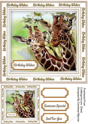 Stunnig Safari Giraffes
