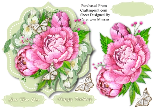 Beautiful Pink Peony Roses 
