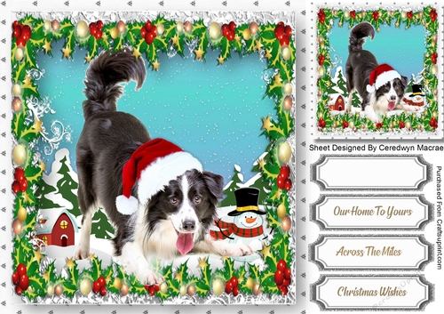 Gorgeous Collie in his Christmas Hat 