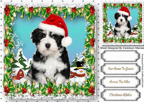 Gorgeous Dog in his Christmas Hat 