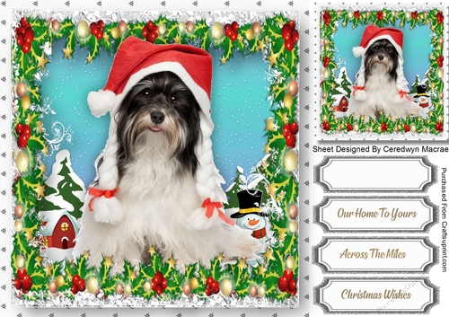 Gorgeous Dog in his Christmas Hat 