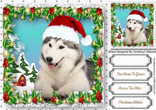 Gorgeous Husky in his Christmas Hat 