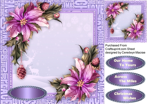 Beautiful Lilac Poinsettias