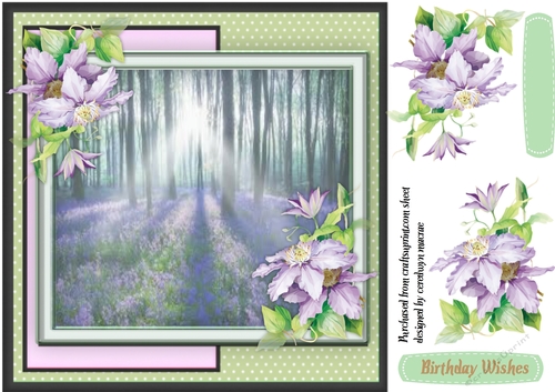 Beautiful Bluebell Woods
