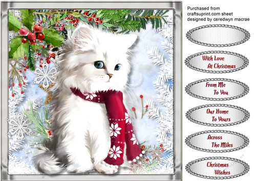 Lovely Kitty in his Christmas Scarf 