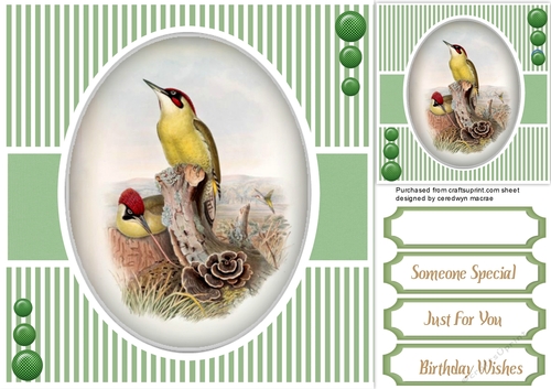 Beautiful Birds on a branch 4