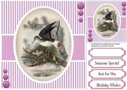 Beautiful Birds on a branch 5