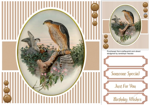 Beautiful Birds on a branch 6
