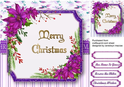 Beautiful Lilac Poinsettias
