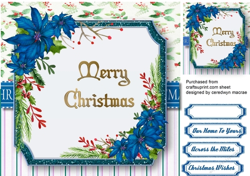 Beautiful Blue Poinsettias