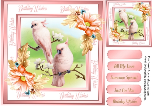 Beautiful Parrots and Daisys 