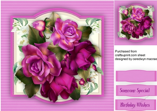 Beautiful Maurve Roses 