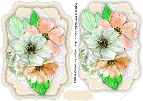 Peach and Cream Anemones  on Lace 