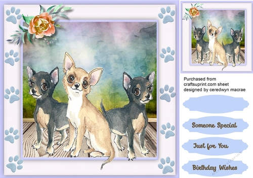 Beautiful Chihuahua Friends 
