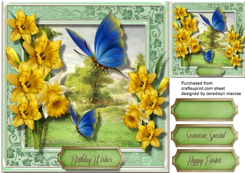 Beautiful Blue Butterflies and Daffs 