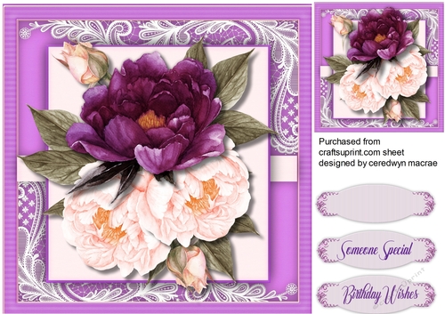 Beautiful Deep Violet and Pink  Roses 