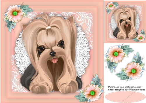 Yorkie in a Lace Frame 1
