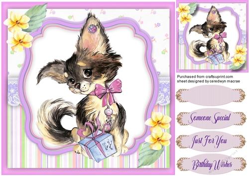 Little Chihuahua anad Gift 