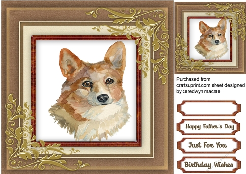 Beautiful Pembroke Corgi Dog