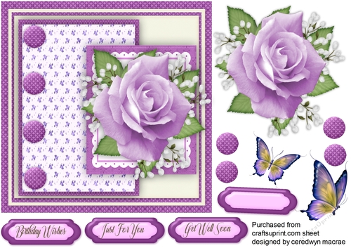 Beautiful Lilac Rose 