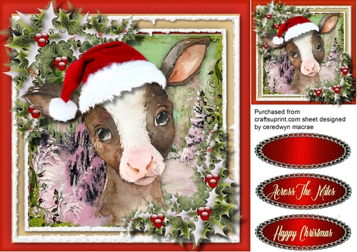 Gorgeous Christmas Calf