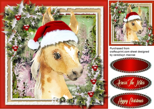 Gorgeous Christmas Foal