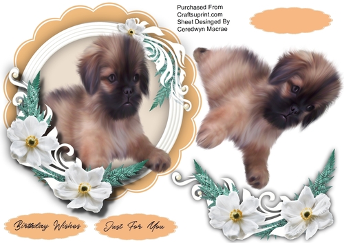 Beautiful Pequinese Pup   Topper