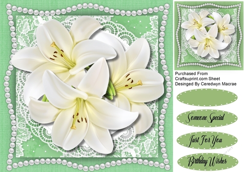 Lovely Cream lillys 