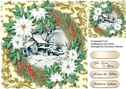 Beautiful White Poinsettias  
