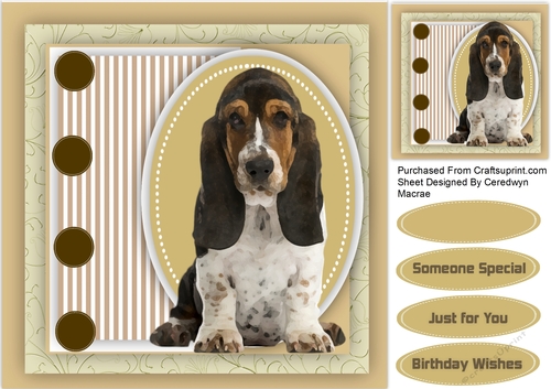 Beautiful Bassett Hound