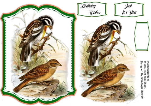 Beautiful Birds on a Branch 