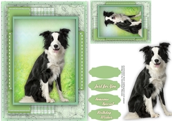 Beautiful Border Collie