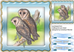 Beautiful Masked Barn Owl