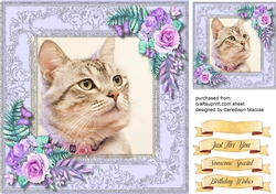Beautiful Tiddles the Cat