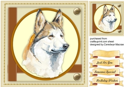 Beautiful Husky Dog 