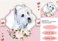 Beautiful Maltese Dog