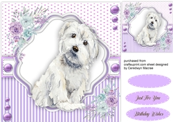 Hello There Maltese Dog