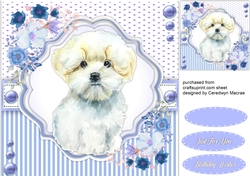 Beautiful Maltese Pup