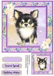 Adorable Chihuahua