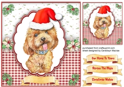 Cute Labradoodle in a Santa Hat