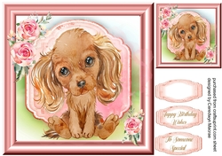 Gorgeous Cavalier Spaniel Puppy , Tan