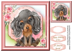Gorgeous Cavalier Spaniel Puppy , Black &Tan