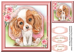 Gorgeous Cavalier Spaniel Puppy , White &Tan