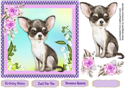 Gorgeous Black and White Chihuahua
