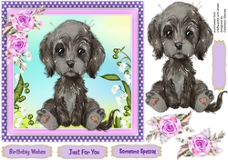 Gorgeous Black Labradoodle