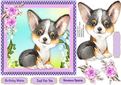 Gorgeous Tri Colour Welsh Corgi