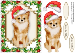 Gorgeous Christmas Chihuahua
