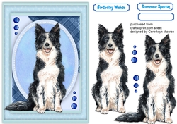 A5 , Beautiful Border Collie