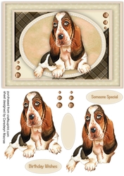 A5 , Gorgeous Dachshund