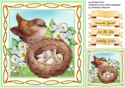 Beautiful Wrens Nest